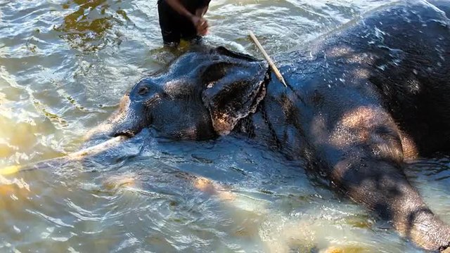 mahout rinsing his relaxing in the river elephant