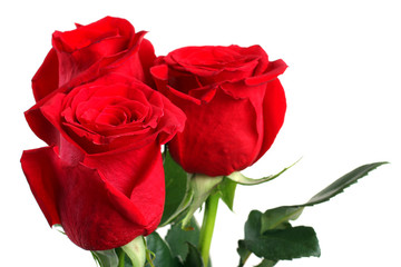 rich red roses on white isolated background