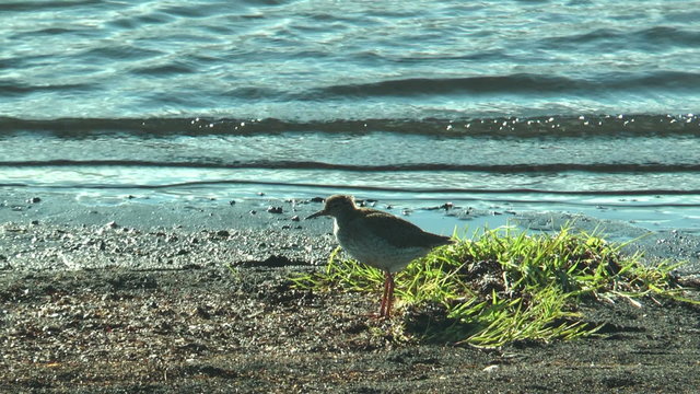 spotted redshank (stelkur) at sea in icleland searching for food