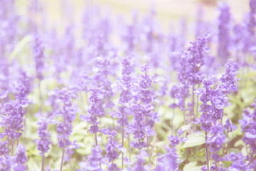 Obraz premium Vintage flower background