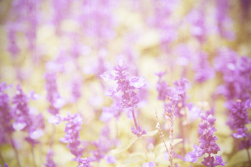 Naklejka premium Vintage flower background