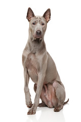 Thai Ridgeback Dog