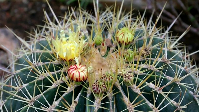 Cactus en fleurs