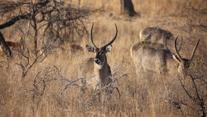 Naklejka na ściany i meble wild kudu in kruger national park.