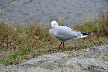 都鳥