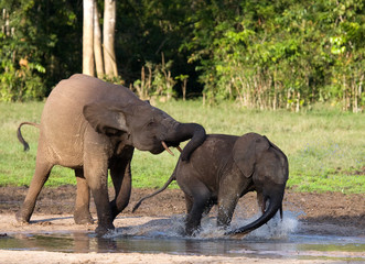 Fototapeta premium Female elephant with a baby. Central African Republic. Republic of Congo. Dzanga-Sangha Special Reserve. An excellent illustration.