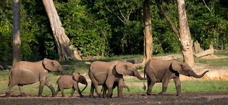 Fototapeta Group of forest elephants in the forest edge. Republic of Congo. Dzanga-Sangha Special Reserve. Central African Republic. An excellent illustration.
