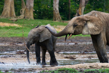 Female elephant with a baby. Central African Republic. Republic of Congo. Dzanga-Sangha Special Reserve.  An excellent illustration.