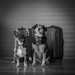 A black and white photo of two dogs sitting in front of a pair of suitcases looking at the viewer - 98239112