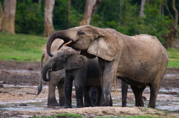 Fototapeta premium Group of forest elephants in the forest edge. Republic of Congo. Dzanga-Sangha Special Reserve. Central African Republic. An excellent illustration.