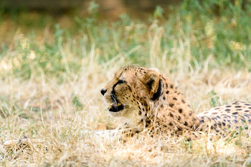 Wild Cheetah In Africa Savanna