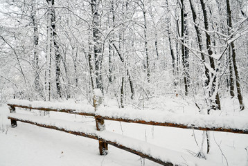 Snowy winter forest landscape.