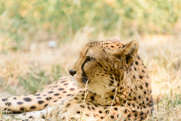 Wild Cheetah In Africa Savanna