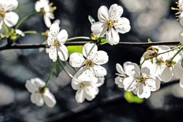 Cherry spring blossom