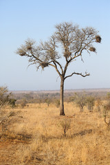 Fototapeta na wymiar beautiful landscape in Kruger National Park.