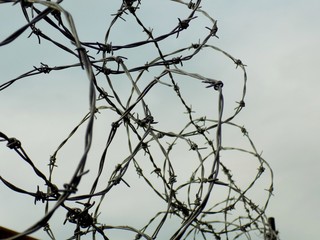 Barbed wire