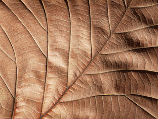 Dry brown leaf texture (teak leaf)