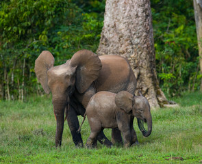 Female elephant with a baby. Central African Republic. Republic of Congo. Dzanga-Sangha Special Reserve.  An excellent illustration.