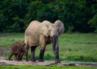 Female elephant with a baby. Central African Republic. Republic of Congo. Dzanga-Sangha Special Reserve.  An excellent illustration.