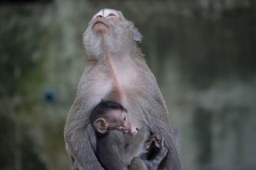 サルの親子の愛
