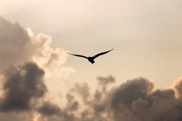Fly for freedom