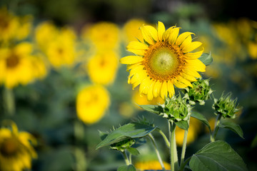 Big sunflower in morning