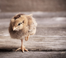 little yellow kid chick standing on wooden background