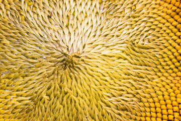 Center of sunflower