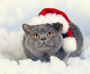 Blue british kitten wearing Santa hat