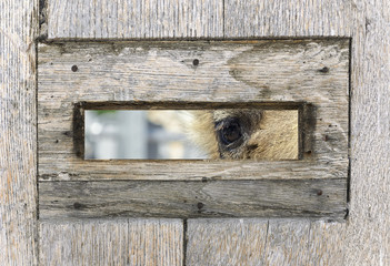 External view from the inside of mailbox. Dromedary, also called the Arabian camel, is looking us.