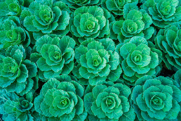 Green cabbage in the vegetable garden