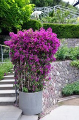 Blumen im Botanischen Garten Meran