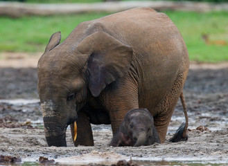Fototapeta premium Female elephant with a baby. Central African Republic. Republic of Congo. Dzanga-Sangha Special Reserve. An excellent illustration.