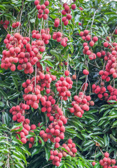 letchis de la Réunion, grappes de fruits mûrs sur l'arbre 
