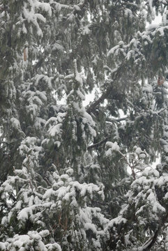 Snow falling on the spurce tree