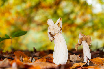 Obraz premium Helvella Crispa, commonly known as elfin saddles, in the autumn forest in the Netherlands