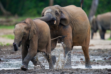 Forest elephants playing with each other. Central African Republic. Republic of Congo. Dzanga-Sangha Special Reserve. An excellent illustration.