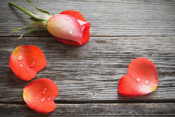 rose and petal in form heart on wooden background