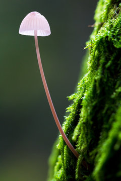 Small toadstool on a mossy tree in het Amsterdamse bos (Amsterdam wood) in the Netherlands. 