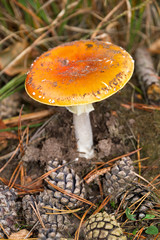 Red white spotted fly agaric, amanita, muscaria, in autumn