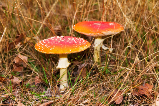 Red white spotted fly agaric, amanita, muscaria, in autumn