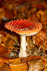 Red white spotted fly agaric, amanita, muscaria, in autumn
