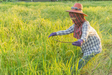 Scarecrow in paddy field