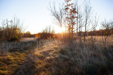 Vegetation in the Karst countryside