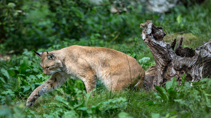 Auge in Auge mit dem Luchs