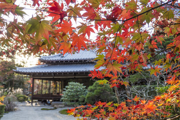 Fototapeta premium 紅葉 天授庵 南禅寺