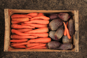 Ящик с морковью и свеклой