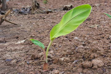 young banana tree