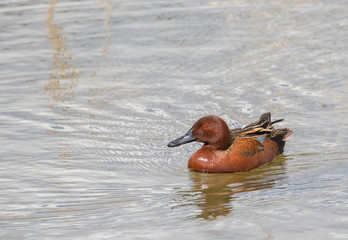 a cinnamon teal duck resting on the water