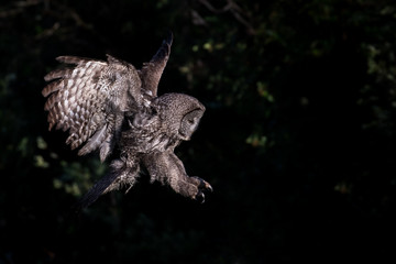 a hunting great gray owl (strix nebulosa) extends talons and opens wings against dark background